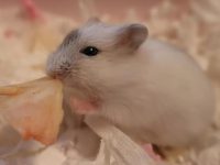 how long can a hamster go without eating?