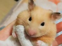 what hamster should i get?
