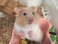 can you take a hamster to the vet?
