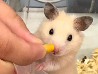 common hamster breeds