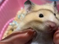 how long is a hamster pregnant for?