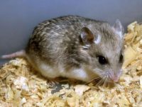 what species is a hamster?