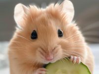 how long is a hamsters memory?
