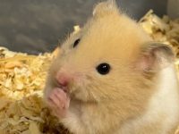 how long is a hamster?