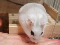 friendliest hamster breeds