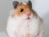 pregnant chinese dwarf hamster
