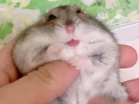 do hamsters like to cuddle?