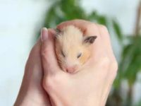 do hamsters like the cold?