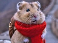 how many days can a hamster go without food?