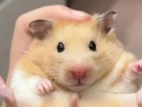 what kind of hamster should i get?