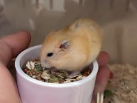 how long do teddy hamsters live?