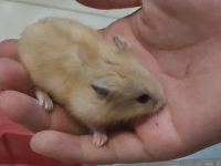 why do hamster die so easily?