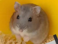 how long does it take for a hamster to give birth?