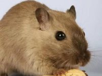 do hamsters commit suicide?