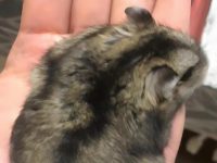 how old can hamsters live?