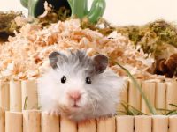how often should i change hamster bedding?