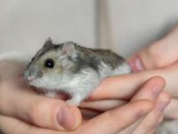 do hamsters bond with humans?
