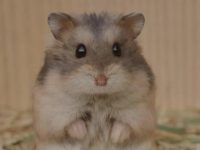 how to make your hamster like you?