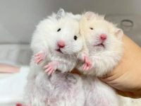 can 2 hamsters be in the same cage?