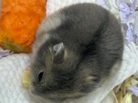 most popular hamster breeds