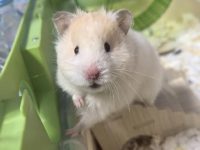how long is a hamster lifespan?