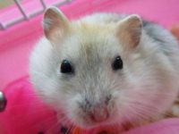 what is the biggest hamster in the world?