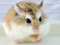 how long hamster live?