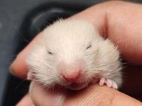 how do hamsters reproduce?