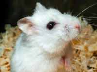 do dwarf hamsters bite?