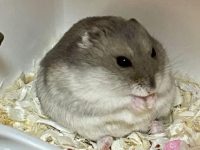 how often should you change a hamsters bedding?