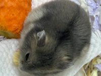 can male hamsters live together?