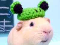 types of hamsters for pets