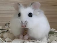 hamsters that don't bite
