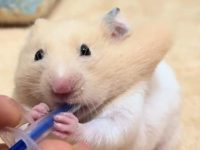 how long do bear hamsters live?