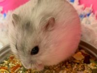 life expectancy of dwarf hamster