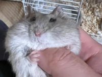 what does hamster sick look like?