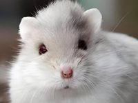 can you hold a hamster?