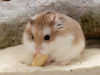 can hamsters live outside?