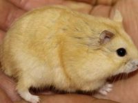 what are the different types of hamsters?