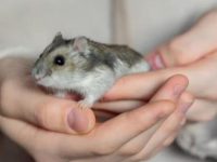 how long do hamster live as pets?