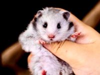 how long to syrian hamsters live?