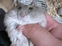 average hamster size