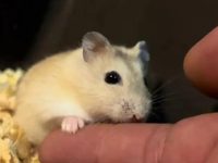 how to handle a hamster?
