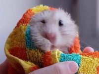 how do i know if my hamster is cold?