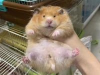 average hamster weight