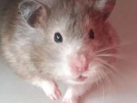 longest hamster lifespan