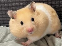 can you keep hamsters together?