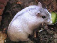 are hamster rodents?