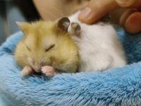 is it bad if my hamster sleeps at night?