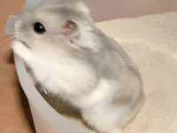 can you shower a hamster?